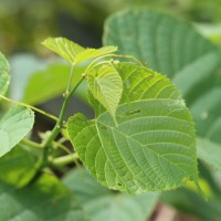 Cissus latifolia Lam.